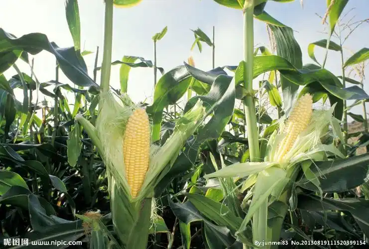 玉米地图片