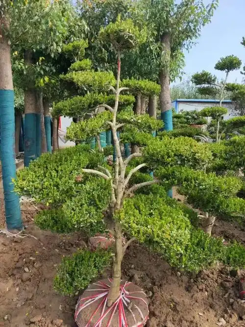 小叶黄杨树庭院别墅造型绿化独杆冬青黄杨盆景树四季常青树苗 精品