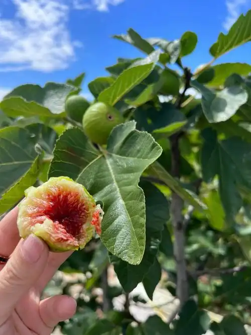 威海无花果甜如蜜的季节