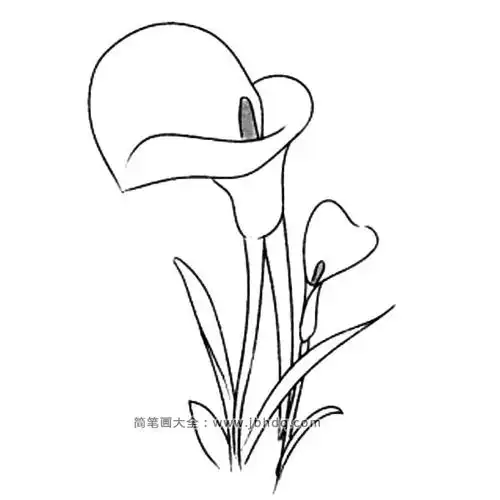 春天的花朵 马蹄莲_花朵简笔画-简笔画大全