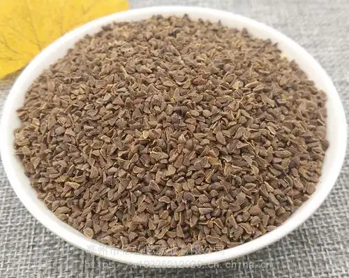 骆驼篷子功效与作用 骆驼蓬哪里可以购买到多少钱一公斤