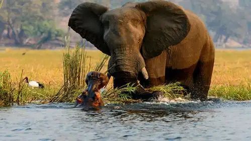 大象嚣张抢占河马领地,遭河马阻拦,一顿较量后河马纷纷让道