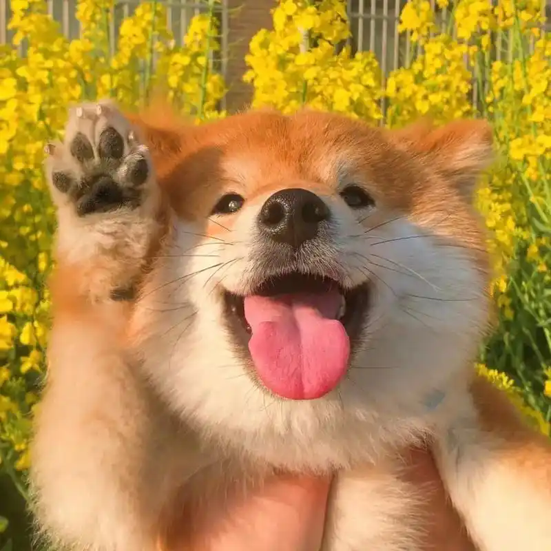 也不是特别想谈恋爱,就是一天到晚想亲嘴#头像 #微笑柴犬 # - 抖音