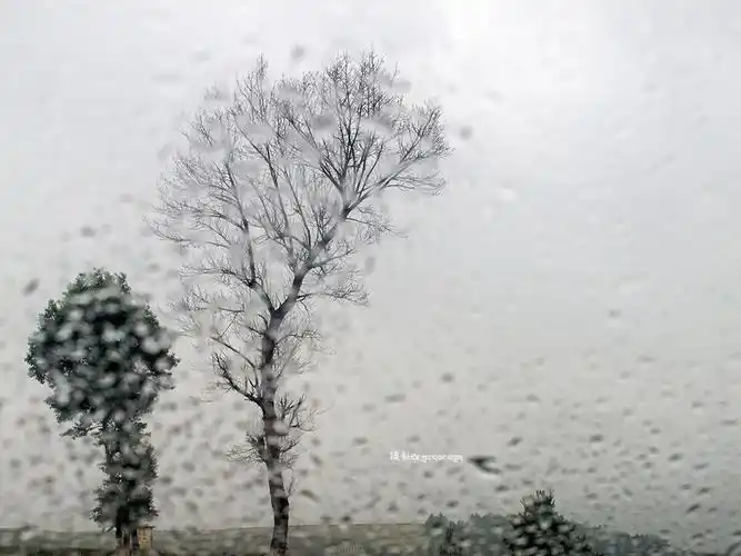 雨中的树