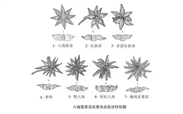 买八角,分清"钝角"和"尖角",牢记4点,轻松辨别"毒八角"
