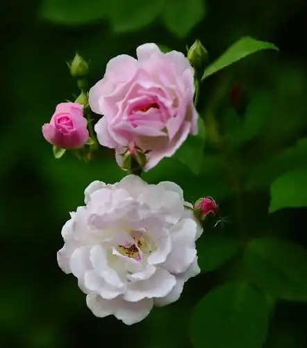 娇艳的粉色蔷薇花