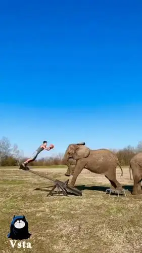 我也想要这样一头大象当的宠物啊!不过危险动作请勿模仿哦!