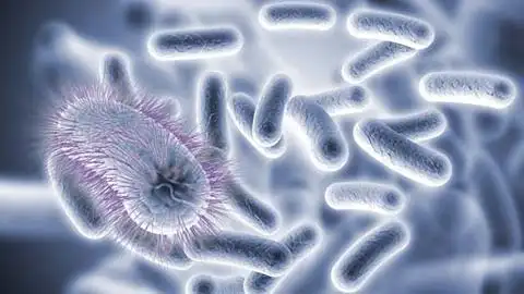 巨型病毒拥有最大的构建蛋白质的基因集