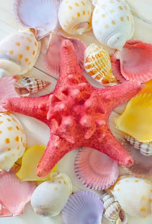 贝壳照片-正版商用图片1c002y-摄图新视界