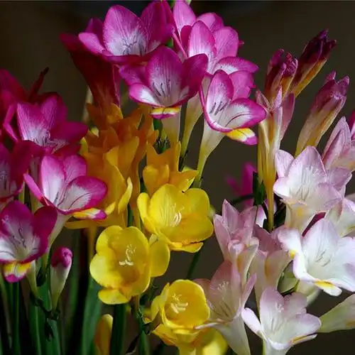 香雪兰盆栽球根茎室内阳台绿植物四季当年开花重瓣兰花冬季花卉
