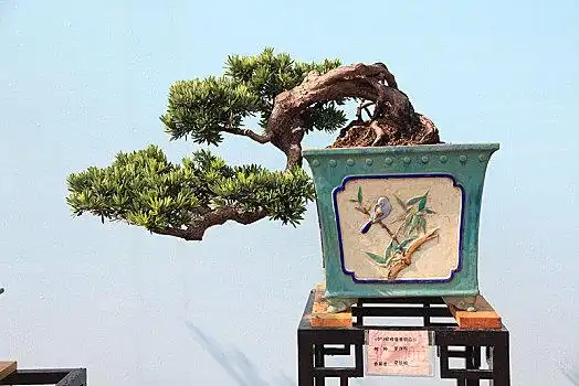 盆景,盆栽,岭南盆景,2019顺德容桂盆景精品展