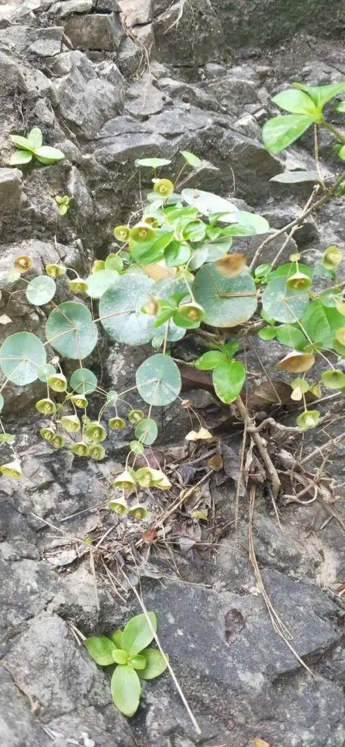 穿心草的功效与作用