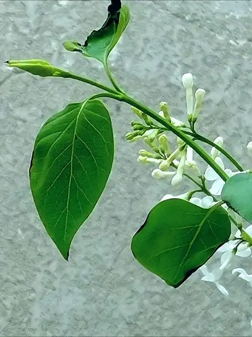 白丁香沐浴春光(手机随拍) - 美篇