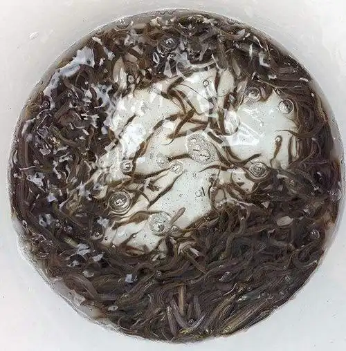 泥鳅几月份产卵繁殖?泥鳅苗怎么自己培育?