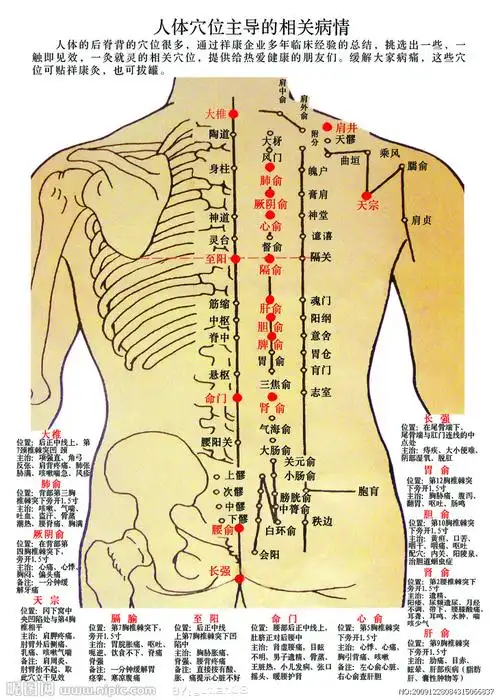 人体穴位图