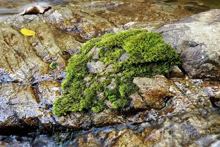 长满苔藓的石头