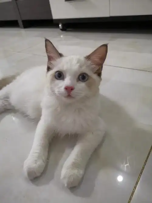 想知道秃成这样布偶猫还能变好看嘛