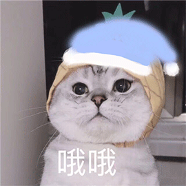 萌宠gif猫咪gif猫gif哦哦gif乖巧gif可爱gif撩gif