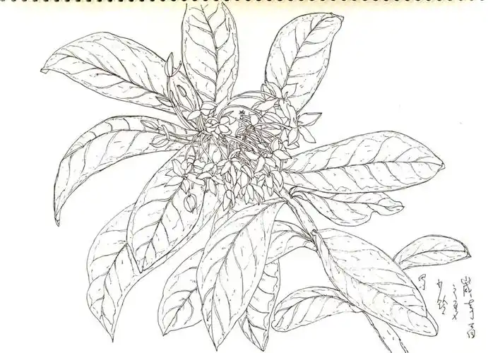 黑白线描  #写生  #创意线描  #桂花 #画画日常