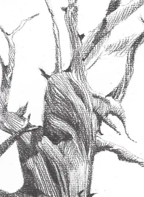 素描教程 静物素描    二,素描枯树的绘制要点    枯树的树皮纹理是竖