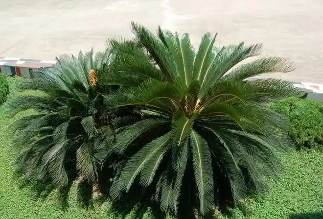 大铁树盆景铁树盆栽室外盆栽四季常青绿植大型铁树苗植物庭院 25厘米