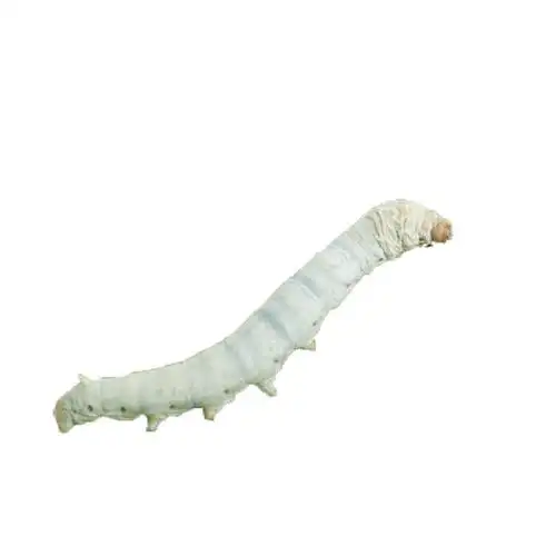 蚕宝宝活体幼虫蚕子蚕卵蚕种嫩桑叶新鲜春蚕天然金丝学生养蚕套装