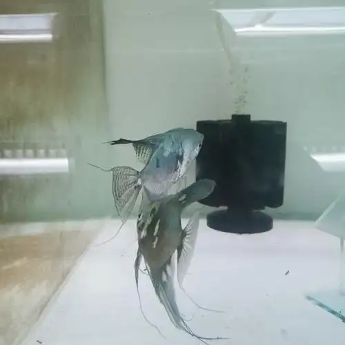 仙鱼阿凡达烟熏燕鱼神仙小型热带鱼观赏鱼鱼包损免鱼