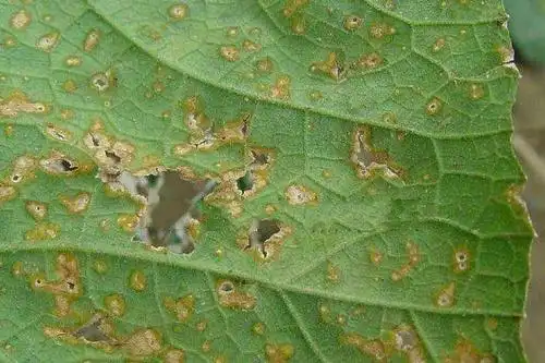 导语:南瓜苗子叶发黄多种因素影响,气候,病害,水量和肥料等因素引起