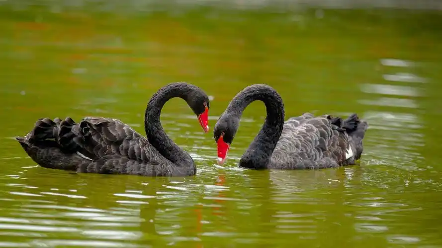 湖面上的黑天鹅桌面壁纸