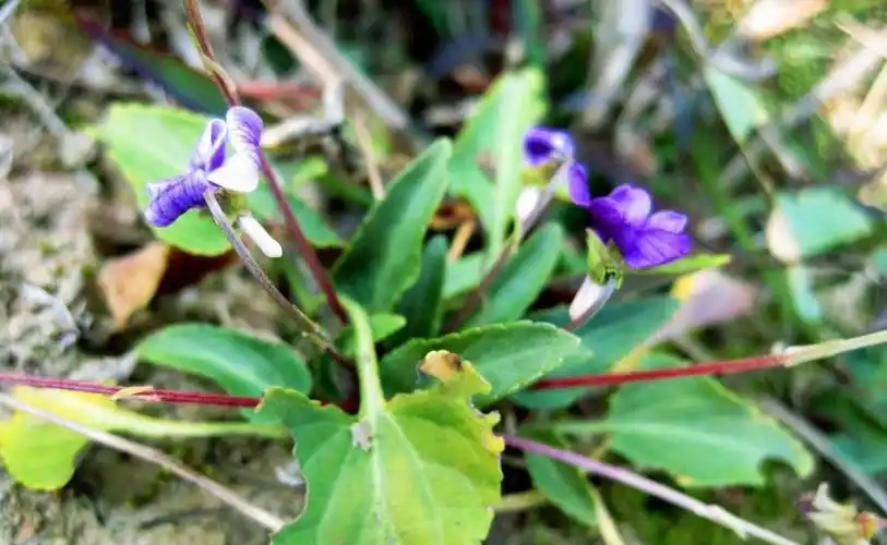 丛林中常见的"蛇头草",别不当好物,夏季可以清热解毒_手机搜狐网