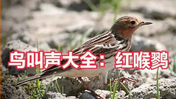 鸟叫声大全红喉鹨的鸟叫声值得鸟友分享
