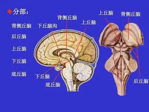分部: 背侧丘脑 后丘脑 上丘脑 下丘脑 底丘脑 下丘脑沟 背侧丘脑 上