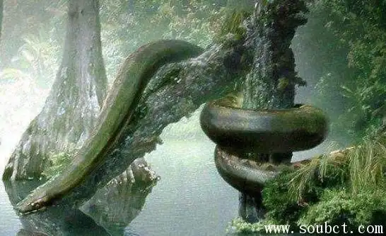 绿水蚺有多大 世界上最大的蛇之一