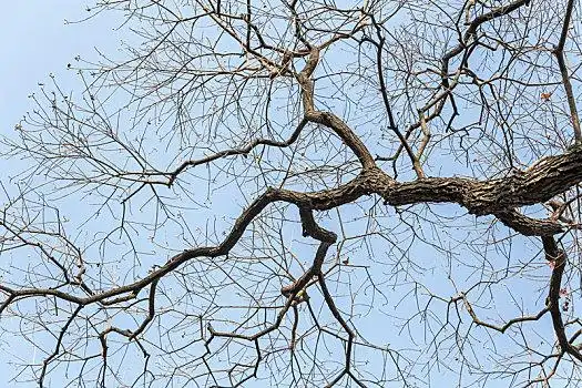 蓝天下冬天落叶后的树枝向天冬天天空下落叶后的树干树枝枯树和大桥一