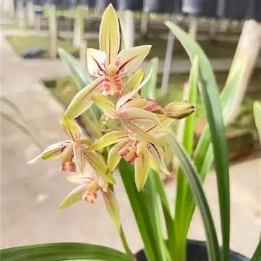 建兰〔黄金彩虹〕 3苗2芽 出漂亮的艺 - 中国兰花交易网