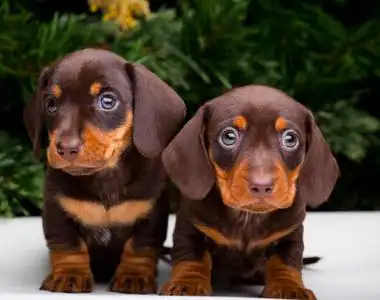 腊肠犬幼犬在新年的气氛照片