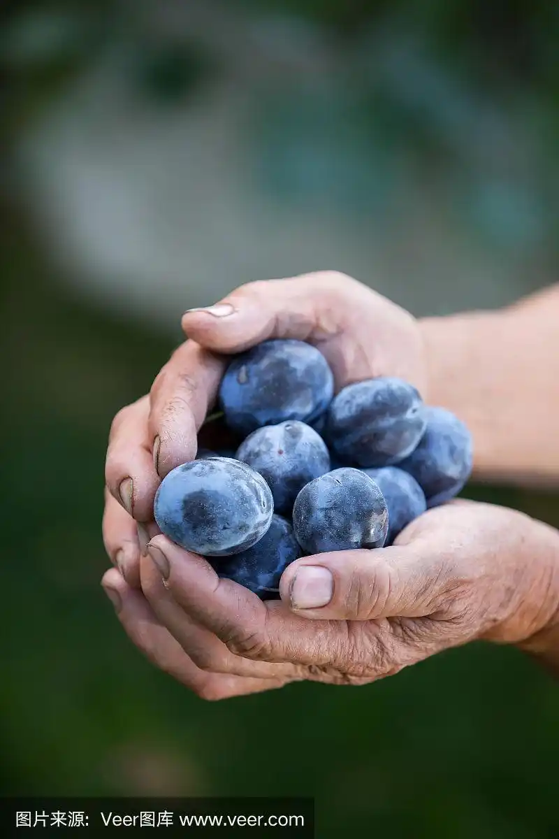 手握有机李子