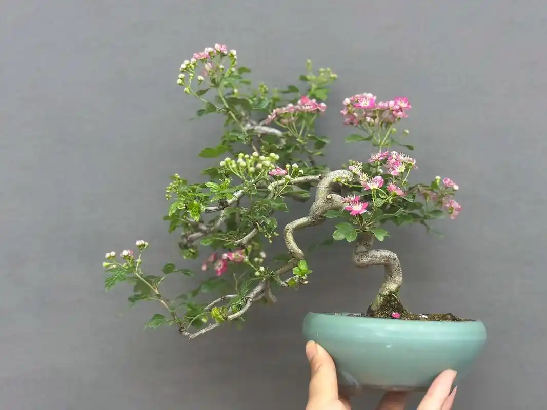 红花红果山楂子#盆景 #盆栽 #园艺 - 抖音