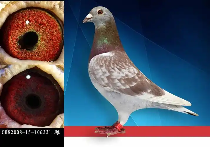 詹森红狐狸--高辈分 保证金级 拍卖