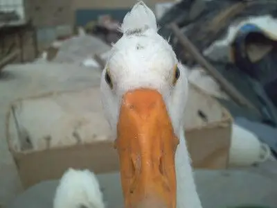 鹅总是要长个,我头上的缨算不算5厘米呀.