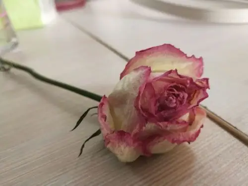 枯萎的花|摄影|人文/纪实摄影|爱我的拍拍手 - 原创作品 - 站酷 (zcoo