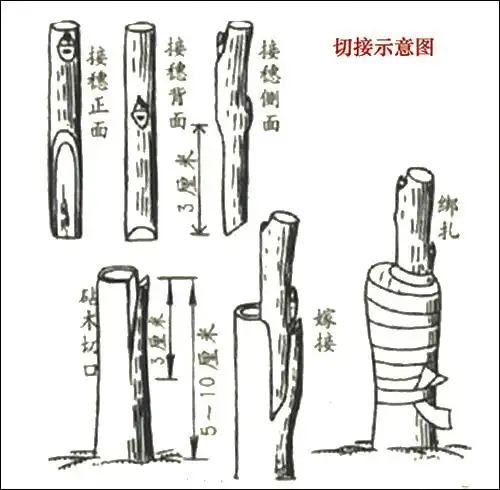 切接法嫁接苗木的具体方法与流程