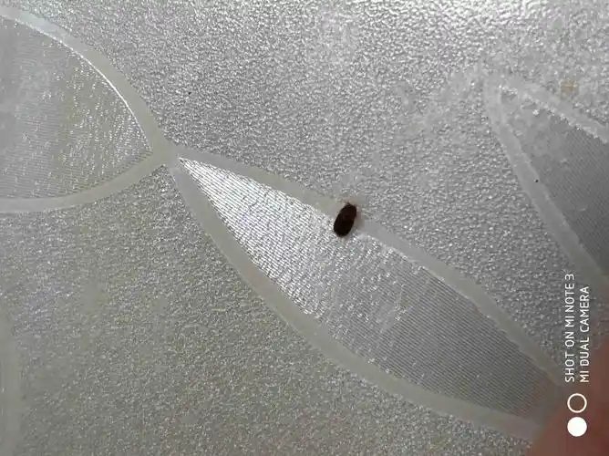 房间里出现了一些黑褐色的硬壳虫子,大概1.
