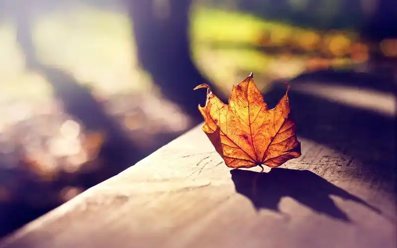 秋季秋风落叶枫叶唯美高清桌面壁纸图片大全