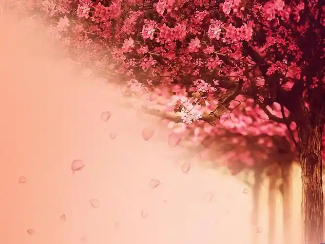 精选一组淡雅粉色ppt宝藏背景图片14张