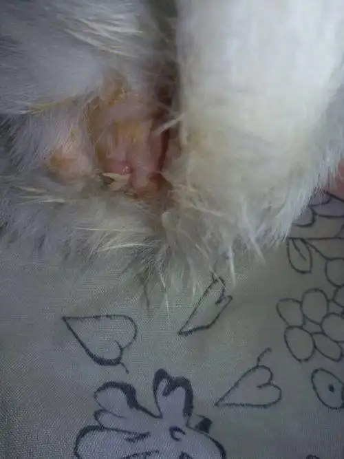 白猫屁股上面跑出来一个这种虫子!大家帮忙看看这是什么虫啊?