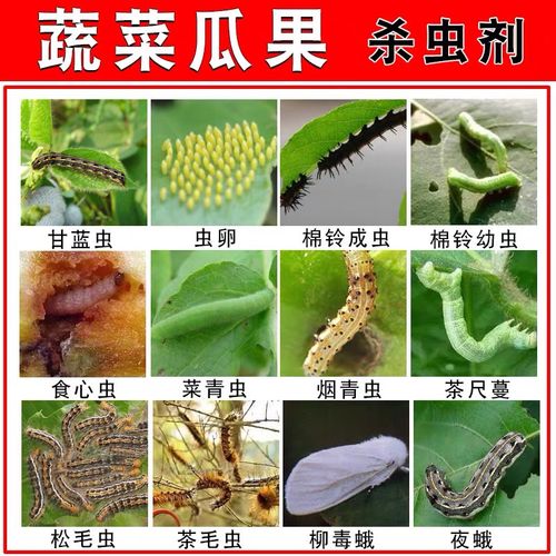 夜蛾玉米蔬菜菜青虫棉铃虫甜菜斜纹核型多角病毒杀虫剂