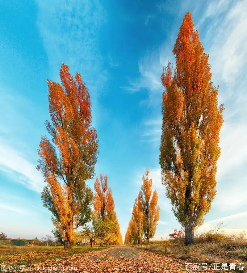 秋天白杨树:请用心仰望每一棵树吧!它会带给我们意想不到的收获