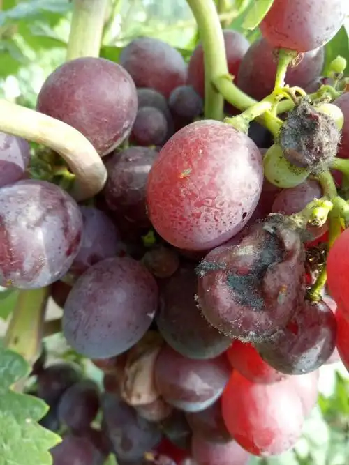 下雨了今年的葡萄全裂口了 一年又白忙活了 还要倒搭钱 好心酸啊