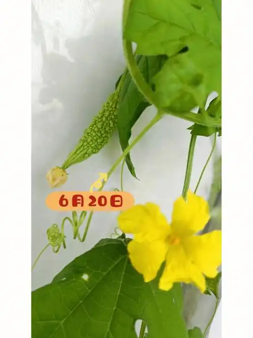 苦瓜长成记